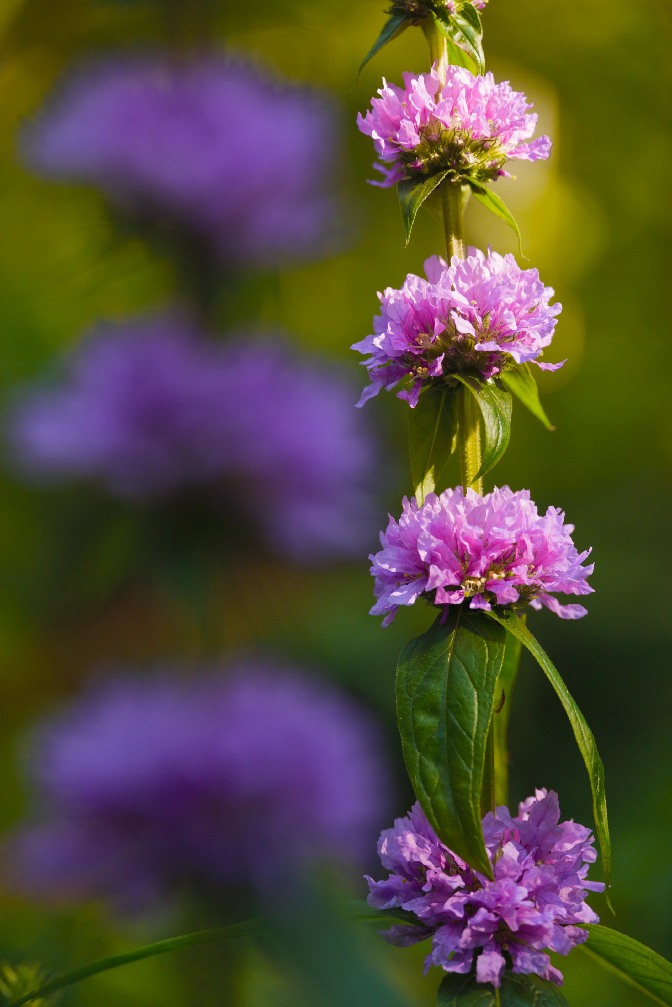 Sigma 20-200mm F3.5-6.3 DG | Contemporary | Leica Fit - Image 7